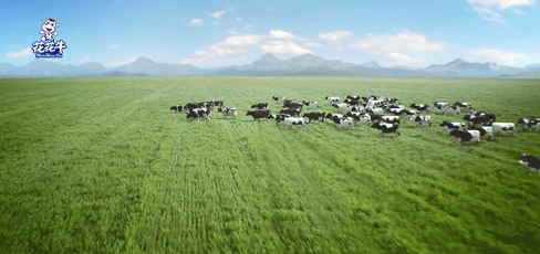 榮譽(yù) | “百家牛場青貯質(zhì)量評鑒活動(dòng)”花花牛新蔡瑞亞牧業(yè)、河南合源乳業(yè)分別榮獲一、三等獎(jiǎng)